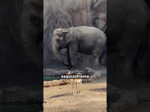 VI CAPIBARAS AAA