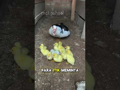 Kucing Mujair Berkelana Dari Kecil #shorts