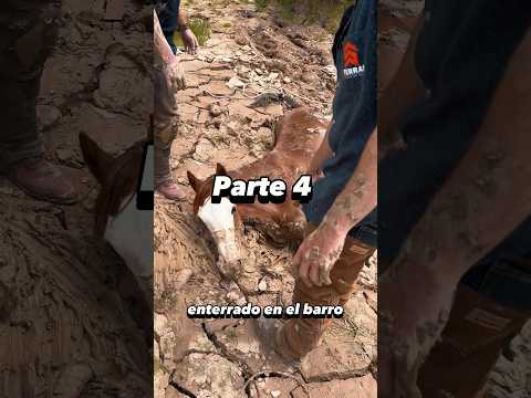 Se nos perdió nuestro caballo Aguascalientes -rescate parte 4 #caballos #5tierras