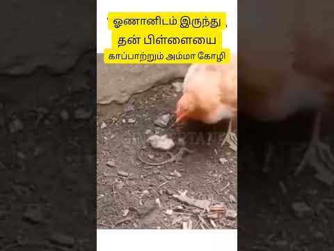 கோழி அம்மாவின் அன்பு💞#hen #mother#protect #save #henbabys#love #short #shorts #shortfeed