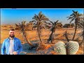 Adaptations of Desert Plants