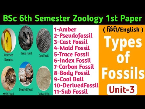 Types of Fossils in Hindi/BSc 6th Semester Zoology 1st Paper Unit 3/Types of Fossils/Amber/Cast/Mold