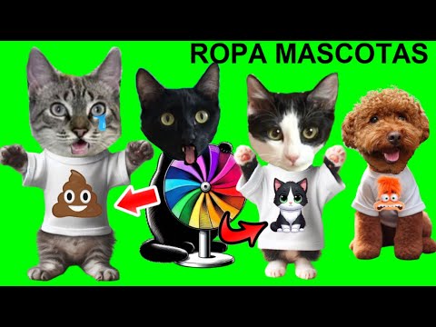 LA RULETA DECIDE LA ROPA PARA GATOS LUNA Y ESTRELLA CON DIBUJOS DE PELICULAS Y COSAS GRACIOSAS