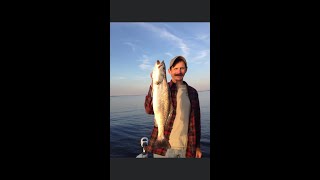 Mule Trout
