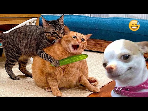 Funny Dogs And Cats Videos 2024 😅 - Best Funniest Animal Videos Of The week #26