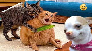 Funny Dogs And Cats Videos 2024 😅 - Best Funniest Animal Videos Of The week #26