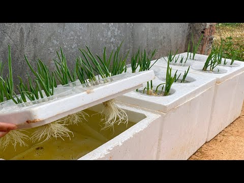 Growing garlic in water , Tips to grow garlic in water