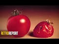 Flavr Savr Tomato: A Case Study in Genetic Engineering