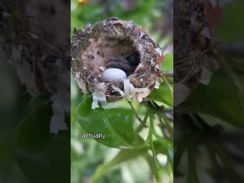 I rescued a hummingbird tangled in fishing line #shorts #rescue #hummingbird #animals #pets