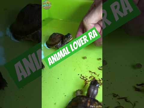 After and befor Animals😺 Transformation💥 #animals #cute #beforeandafter #animallover #viral #tiktok