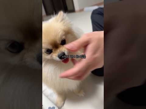 강아지 주둥이 잡았을 때 엄마 vs 아빠 반응 차이