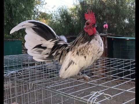 Gallos Kikirikis For Sale 11 21