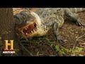 Alligator Hunting in Extreme Heat