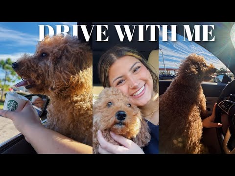 Drive w/ me and my dog .