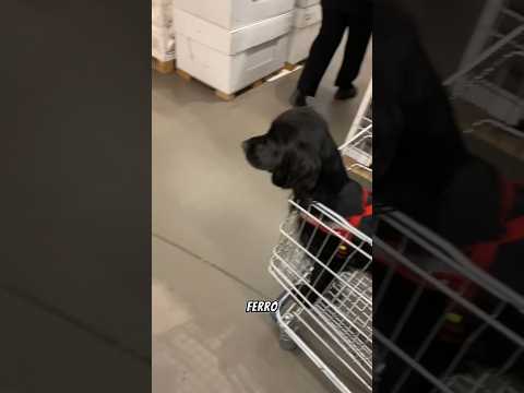 CANE all’IKEA 🐶😂 #shorts #funnyvideo #ikea