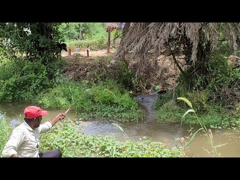 THADITIONAL FLOAT 🎣to Catching by single Hook Fishing Catfish the in Best village Fishing