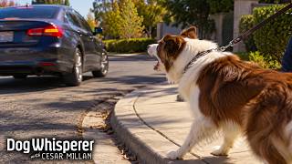 This Border Collie Tries to Herd Cars & Horses! | Dog Whisperer With Cesar Millan