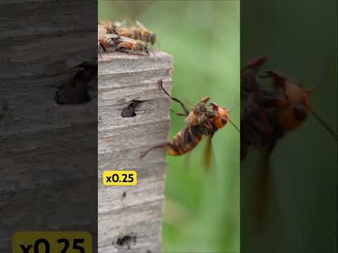 Brave Honeybee Faces Giant Hornet to Save Its Hive!