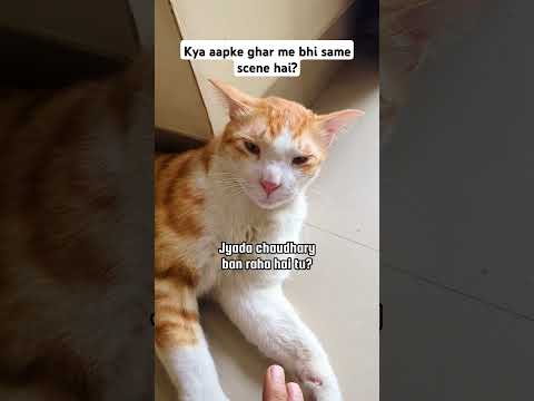Floor pe Ajgar ki tarah pade rehte hai mast | Floor hi inka AC hai