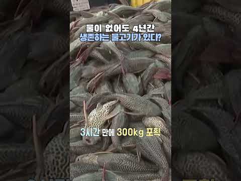 말레이시아 강을 점령한 아마존 괴물 메기