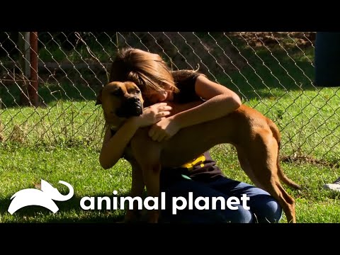 A Young Girl Finds A New Best Friend | Pit Bulls and Parolees | Animal Planet