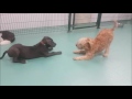 Pet Training and Interaction Activities