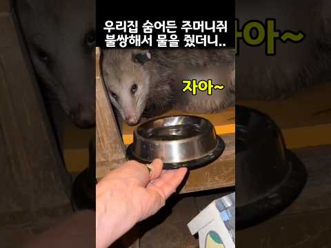 "안쓰러워라.." 쉴새없이 물 마시는 주머니쥐의 예상못한 반전