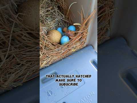The Bird Nest In The Mailbox Journey!! #birdnest