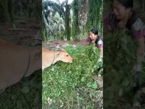 marah rumputnya dimakan sapi #shorts #lucu