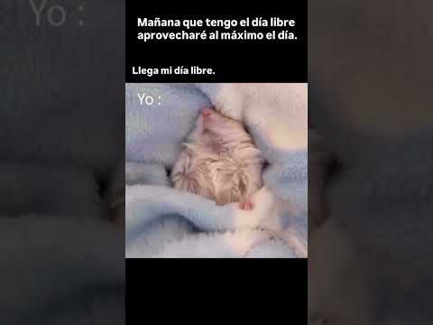 Cómo quiciera dormir así en mi día libre.