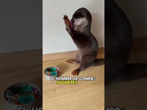 On a rainy day, a man spotted an otter following him#animals #Foryou #Friendship #Us#Otter
