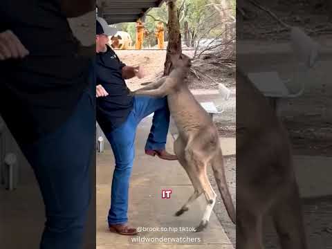Feisty Kangaroo Attacks Tourists ๐