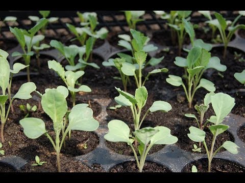 Как Повысить Всхожесть Семян. Сорта Капусты: Любимые и Новые.