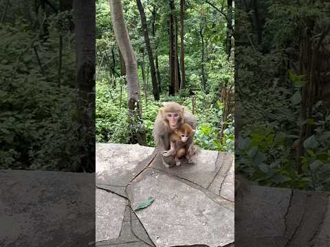 माँ की ममता देखो! जंगल में अपने बच्चे को बचा रही बंदरिया 🐒❤️ #MonkeyLove #Shorts
