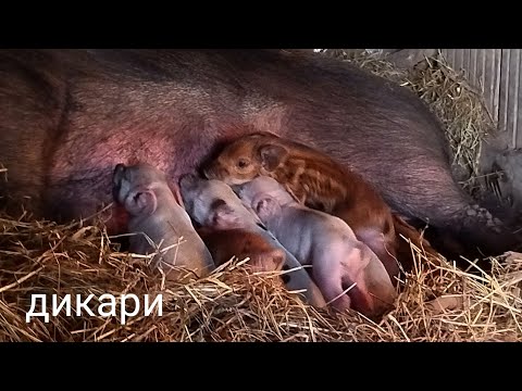 ДИКАЯ СВИНЬЯ РОДИЛА В НЕВОЛЕ/ПРИПЛОД ОТ РЫЖУХИ/