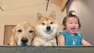 1歳児の突然始まったお遊びにも一緒に参加してくれる心優しい豆柴とゴールデンレトリバー