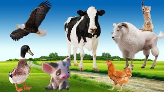 Domestic animals - cats, chickens, ducks, dogs, pigs, horses