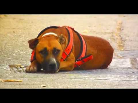 Rap Maroc - Khtér Man - LARA (Officiel Clip) - 2017