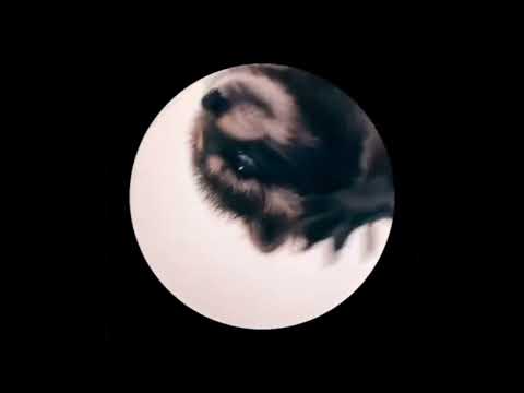 Pedro Raccoon dance to Sigma Boy (Bemax Hyper Techno Remix)