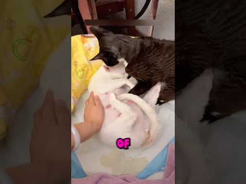 Male cat breaks into labor room to be with his wife during delivery.🥹#animalrescue #cat #kitten