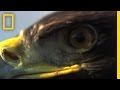 Golden Eagle Facts and Trivia