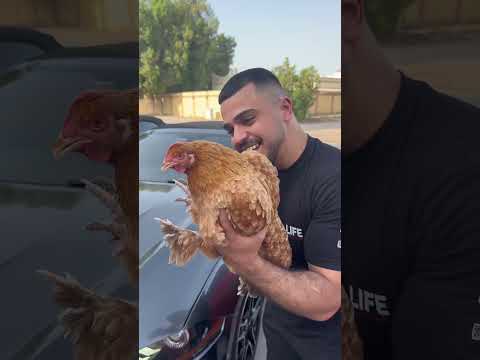 عطيت القطة سيارة 🤣🤣 #comedy #هتضحك #اكسبلور #تحشي #ضحك #كوميديات #funny #تحشيش #كوميدي #ولده