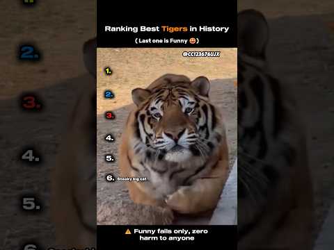Ranking Best Tigers in History
