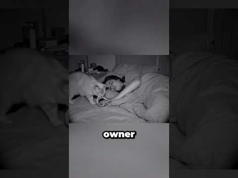 Her Cat Brings Her Treats While She’s Asleep! #gta5_fivem_tricks