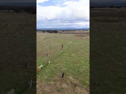 🔥 ¡Toda una dehesa para contemplar esta carrera en plena montería!