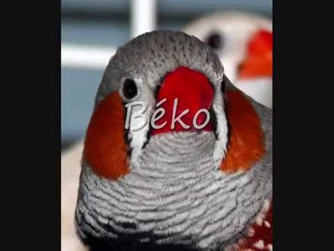 Oiseaux Béki, Béko, Béka ...