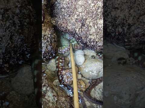 GURITA KELUAR DARI SARANGNYA ๐๐ฅฐ. . . #wildanimals #octopus #wildlife #gurita #viral #fyp