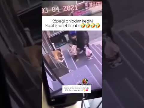 doyamadım izlemekten #gündem  #kedi