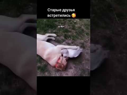 Как они рады видеть друг друга ♥️ #собака #любовь #топ #юмор #шортс