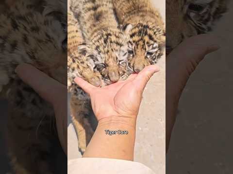 Tiger Core🐯🥰#animals #tigers #cute #foryou #pets